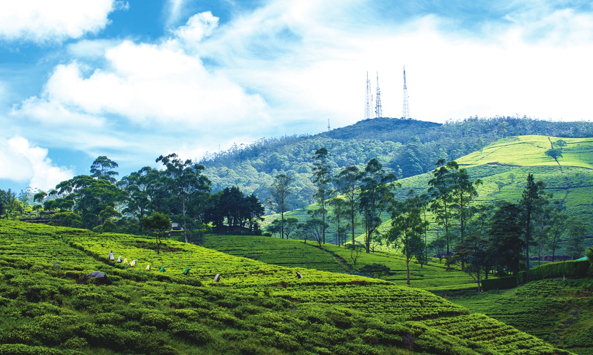 A Tea garden in Sri Lanka Photo: VCG