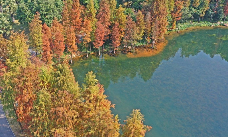 Aerial photo shows cedar trees in Qingxiu Mountain scenic area in Nanning, south China's Guangxi Zhuang Autonomous Region, Dec. 23, 2021.(Photo: Xinhua)