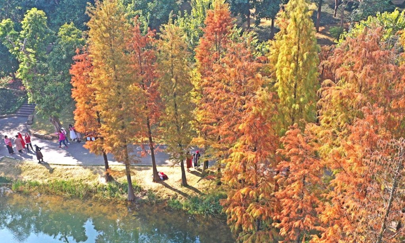 Aerial photo shows cedar trees in Qingxiu Mountain scenic area in Nanning, south China's Guangxi Zhuang Autonomous Region, Dec. 23, 2021.(Photo: Xinhua)