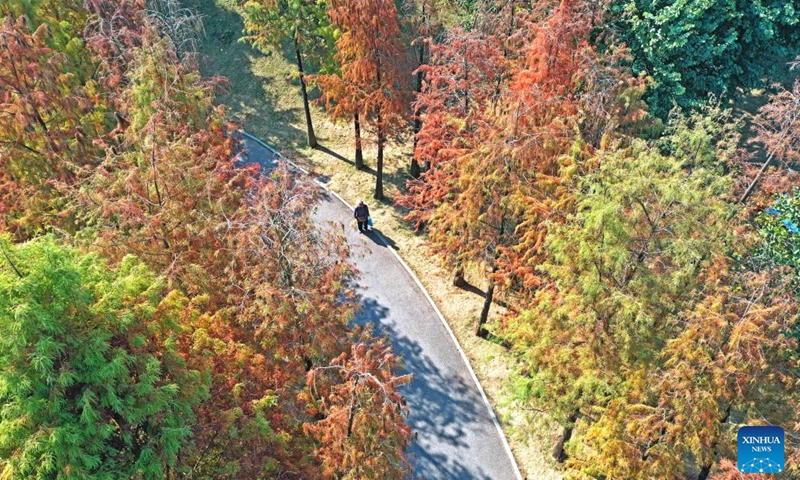Aerial photo shows cedar trees in Qingxiu Mountain scenic area in Nanning, south China's Guangxi Zhuang Autonomous Region, Dec. 23, 2021.(Photo: Xinhua)