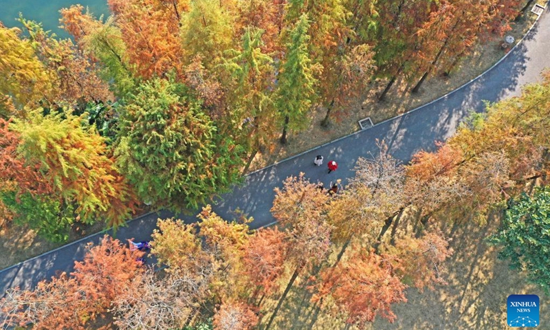 Aerial photo shows cedar trees in Qingxiu Mountain scenic area in Nanning, south China's Guangxi Zhuang Autonomous Region, Dec. 23, 2021.(Photo: Xinhua)