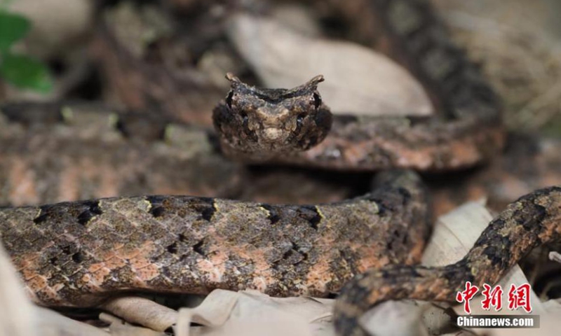 Photo shows horned pit viper in Wuyanling National Nature Reserve, east China's Zhejiang Province.Photo:China News Service
