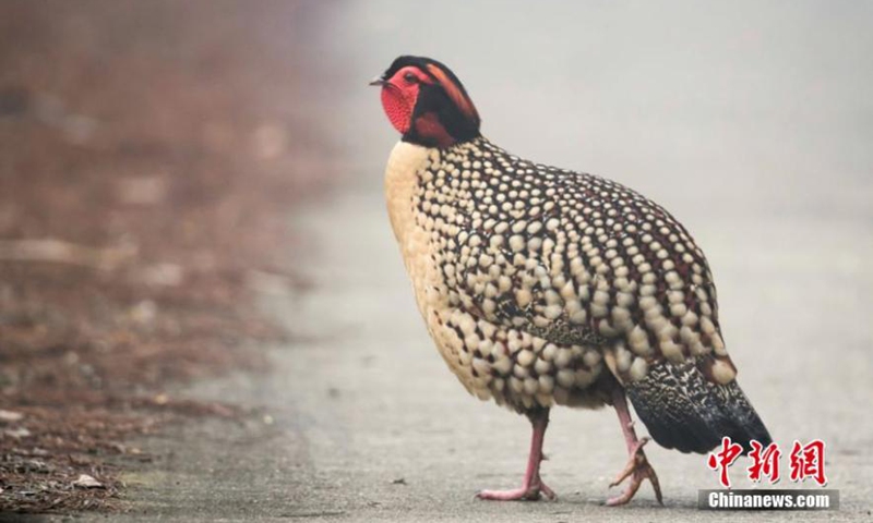 Photo shows cabot's tragopan in Wuyanling National Nature Reserve, east China's Zhejiang Province. It is under first-class protection in China.Photo:China News Service