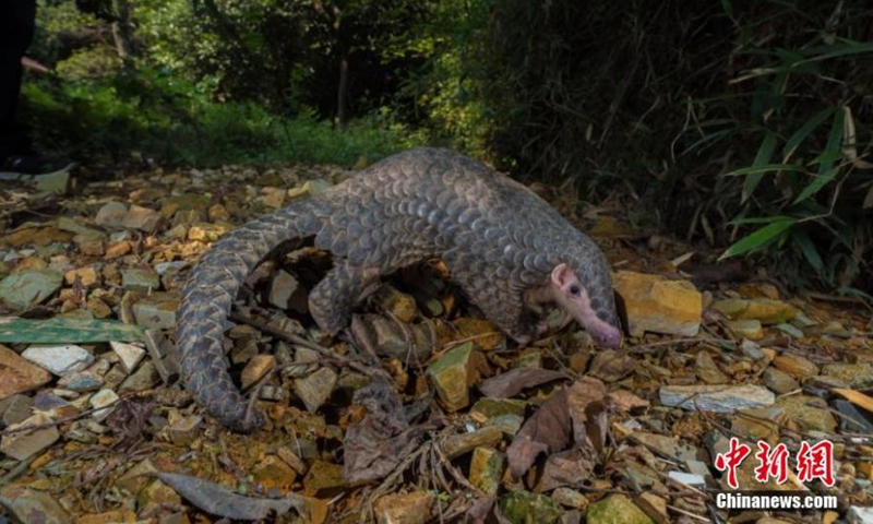 Photo shows a pangolin listed as species under top-class state protection in China.Photo:China News Service