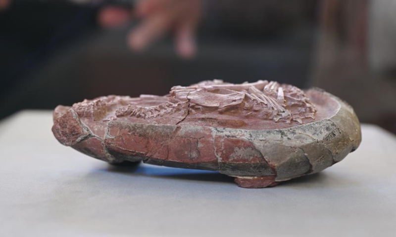 A fossilized dinosaur egg is pictured at Fujian Science and Technology Museum in Fuzhou, southeast China's Fujian Province, Dec. 22, 2021. A new study examining an embryo from a fossilized dinosaur egg has provided further evidence supporting the notion that modern birds evolved from dinosaurs.Photo:Xinhua