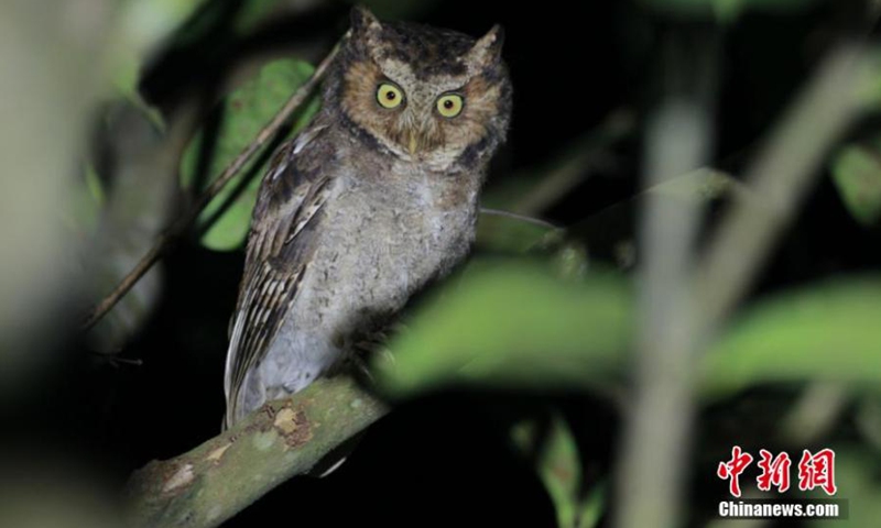 Photo shows mountain scops owl in Wuyanling National Nature Reserve, east China's Zhejiang Province.Photo:China News Service