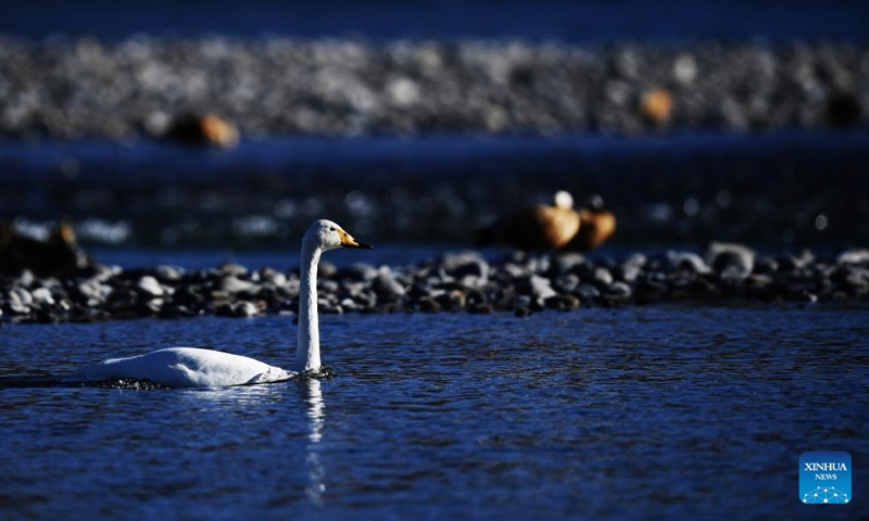 A swan is seen in the Yellow River wetland in Guide County, northwest China's Qinghai Province, Dec. 24, 2021.Photo:Xinhua