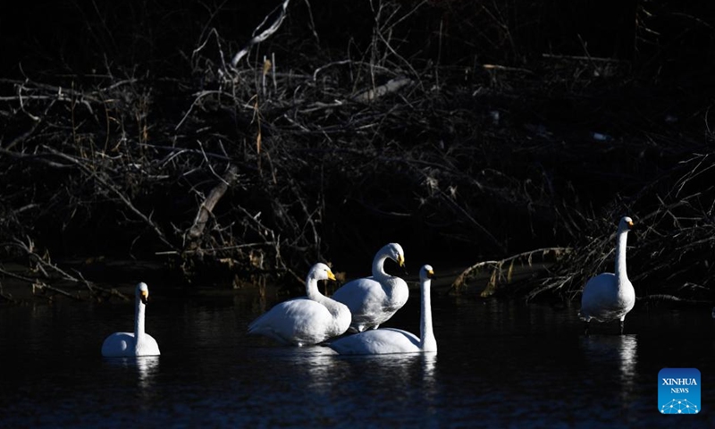Swans are seen in the Yellow River wetland in Guide County, northwest China's Qinghai Province, Dec. 24, 2021.Photo:Xinhua