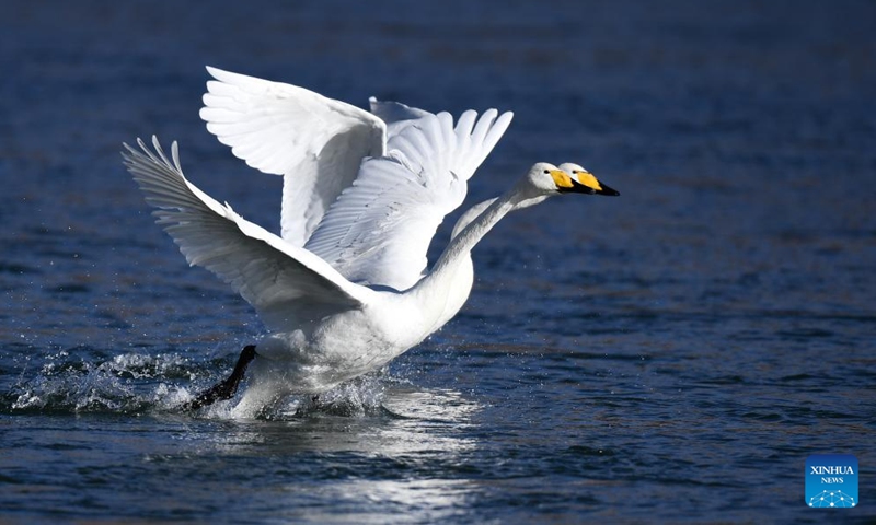 Swans are seen in the Yellow River wetland in Guide County, northwest China's Qinghai Province, Dec. 24, 2021.Photo:Xinhua