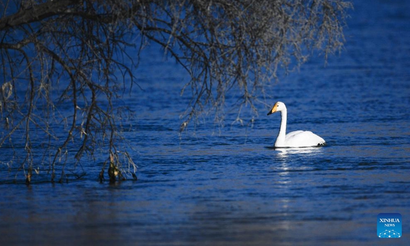 A swan is seen in the Yellow River wetland in Guide County, northwest China's Qinghai Province, Dec. 24, 2021.Photo:Xinhua