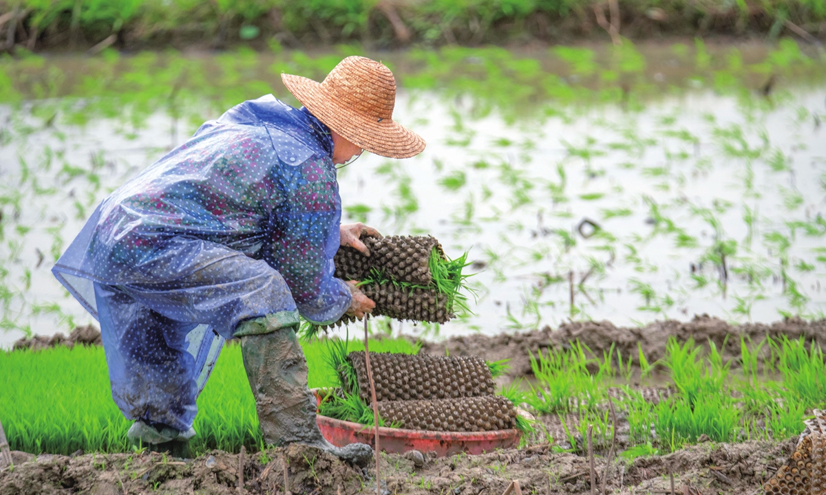 Farmers plant seedlings in the fields in Qionghai city, South China's Hainan Province on December 26, 2021. Local farmers are stepping up early rice transplanting as the temperature is about to drop in the coming days. Photo: cnsphoto