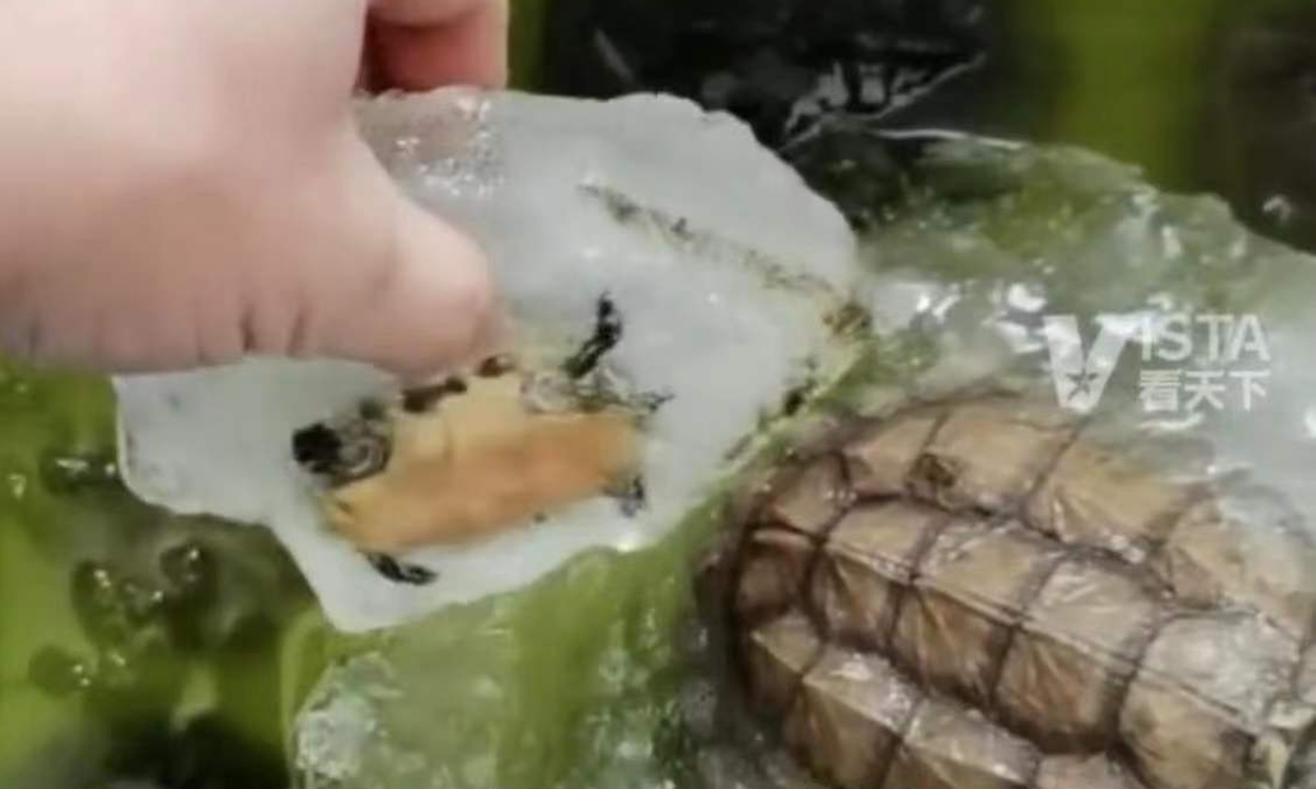 Pet turtles ‘frozen to ice’ due to owner’s neglect Global Times