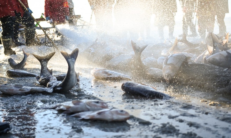 Newly-caught fish are seen on Chagan Lake in Songyuan City, northeast China's Jilin Province, Dec. 26, 2021.(Photo: Xinhua)