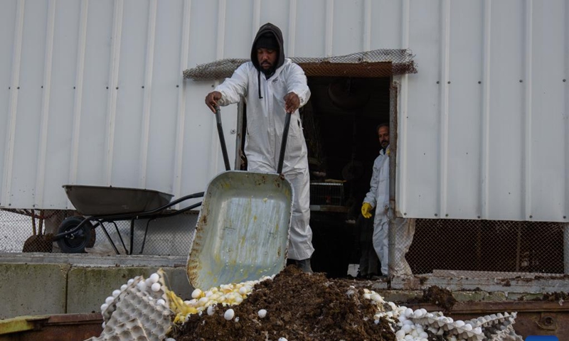 An Israeli worker disposes of chicken eggs on a quarantined farm in the northern Israeli village of Margaliot on December 28, 2021. Israel's Ministry of Agriculture and Rural Development has said millions of eggs are expected in the country due to the outbreak of the H5N1 pathogen. bird flu.  (Photo: Xinhua)