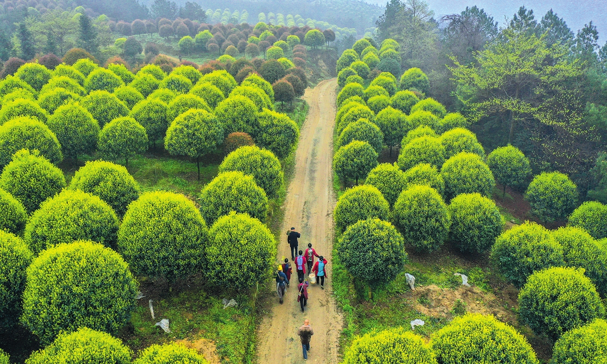 Villagers walk home after planting trees in Changxing Forestry Farm in Zigong, Southwest China's Sichuan Province, on March 11, 2021. Photo: VCG