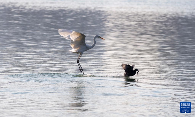 An egret is seen at Fenhe river wetland park in Taiyuan, north China's Shanxi Province, Dec. 28, 2021. (Photo: Xinhua)