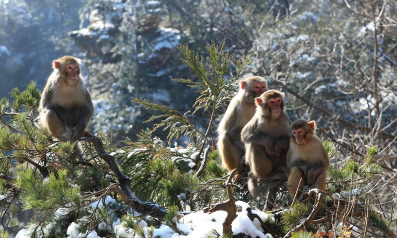 Macaques rest at Huangshizhai Village of Wulingyuan scenic spot in Zhangjiajie, central China's Hunan Province, Dec. 29, 2021. (Photo by Wu Yongbing/Xinhua)