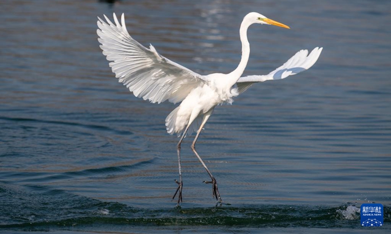 An egret is seen at Fenhe river wetland park in Taiyuan, north China's Shanxi Province, Dec. 28, 2021. (Photo: Xinhua)