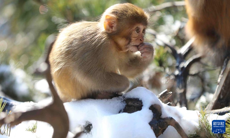 A macaque is seen at Huangshizhai Village of Wulingyuan scenic spot in Zhangjiajie, central China's Hunan Province, Dec. 29, 2021. (Photo by Wu Yongbing/Xinhua)