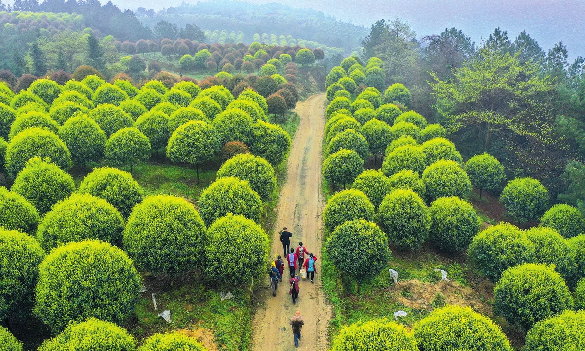 Villagers walk home after planting trees in Changxing Forestry Farm in Zigong, Southwest China's Sichuan Province, on March 11, 2021. Photo: VCG
