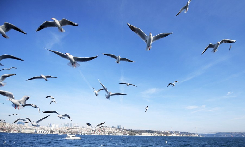 Seagulls feed on the water of the Bosphorus Strait in Istanbul, Turkey, Dec. 26, 2021.(Photo: Xinhua)