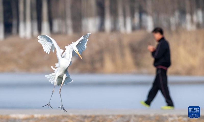 An egret is seen at Fenhe river wetland park in Taiyuan, north China's Shanxi Province, Dec. 28, 2021. (Photo: Xinhua)