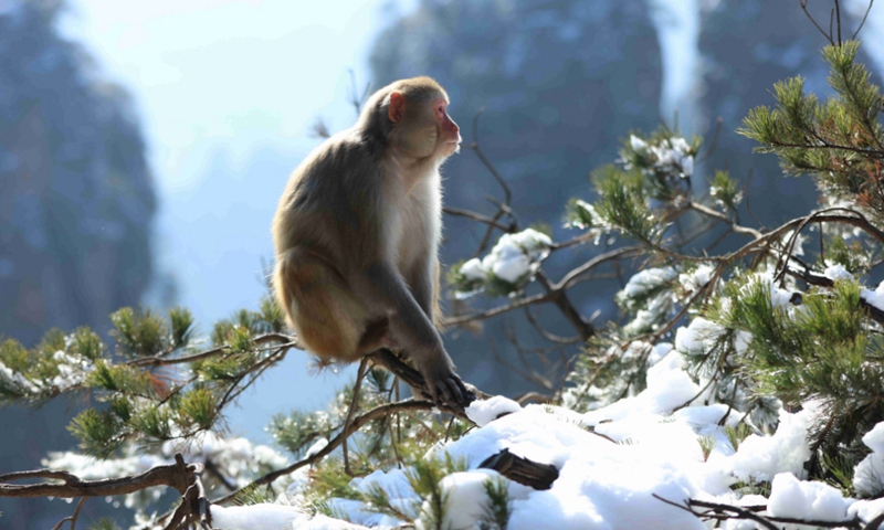 A macaque rests at Huangshizhai Village of Wulingyuan scenic spot in Zhangjiajie, central China's Hunan Province, Dec. 29, 2021. (Photo by Wu Yongbing/Xinhua)