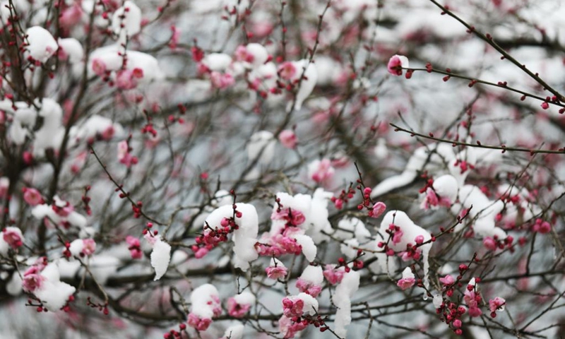 Photo taken on Dec. 28, 2021 shows snow-covered wintersweet flowers in Taiping Township of Jiangkou County in Tongren City, southwest China's Guizhou Province.(Photo: Xinhua)