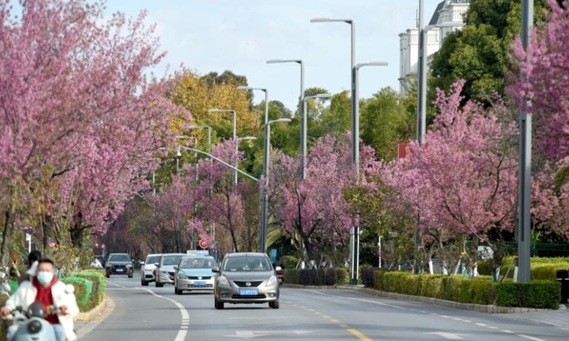 Winter cherry blossoms are in full bloom in Kunming, southwest China's Yunnan, adding a touch of bright color to the City of Eternal Spring. (China News Service/Li Jiaxian)