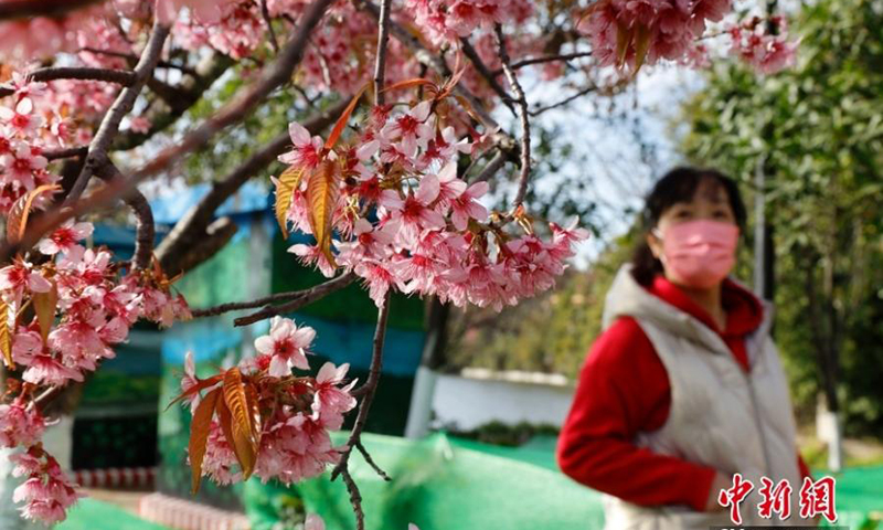 冬日樱花在云南昆明盛开，为长春城增添了一抹亮色。  （中新社/李家贤）