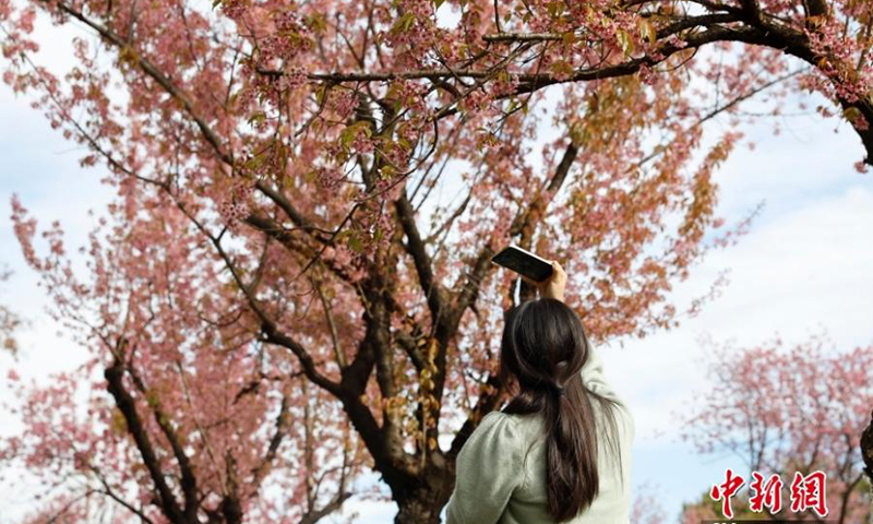 冬日樱花在云南昆明盛开，为长春城增添了一抹亮色。  （中新社/李家贤）