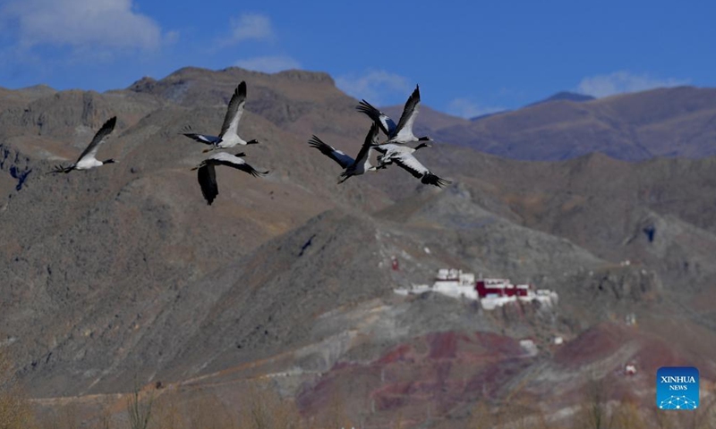 Black-necked cranes fly in Lhunzhub County of Lhasa, southwest China's Tibet Autonomous Region, Jan. 9, 2022. The population of black-necked crane is estimated to reach nearly 10,000 in Tibet, according to the regional department of ecology and environment. (Xinhua/Huang Huo)