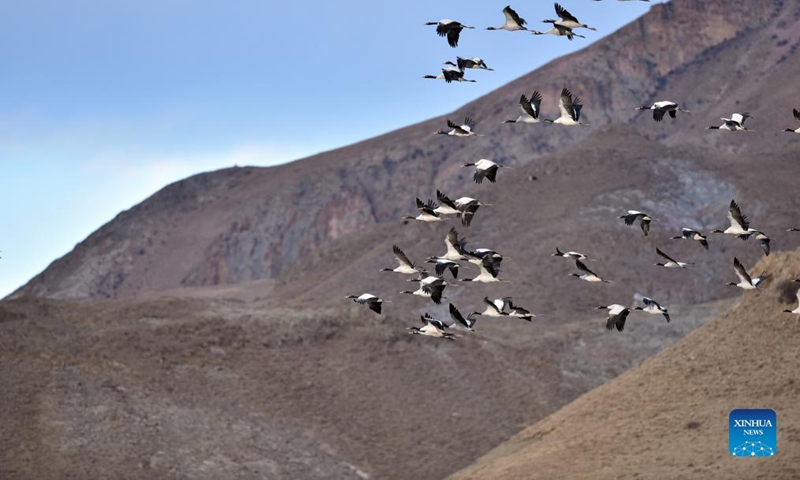 Black-necked cranes fly in Lhunzhub County of Lhasa, southwest China's Tibet Autonomous Region, Jan. 9, 2022. The population of black-necked crane is estimated to reach nearly 10,000 in Tibet, according to the regional department of ecology and environment. (Xinhua/Huang Huo)