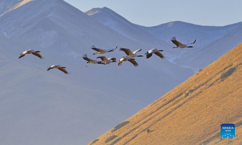 Black-necked cranes fly in Lhunzhub County of Lhasa, southwest China's Tibet Autonomous Region, Jan. 9, 2022. The population of black-necked crane is estimated to reach nearly 10,000 in Tibet, according to the regional department of ecology and environment. (Xinhua/Huang Huo)