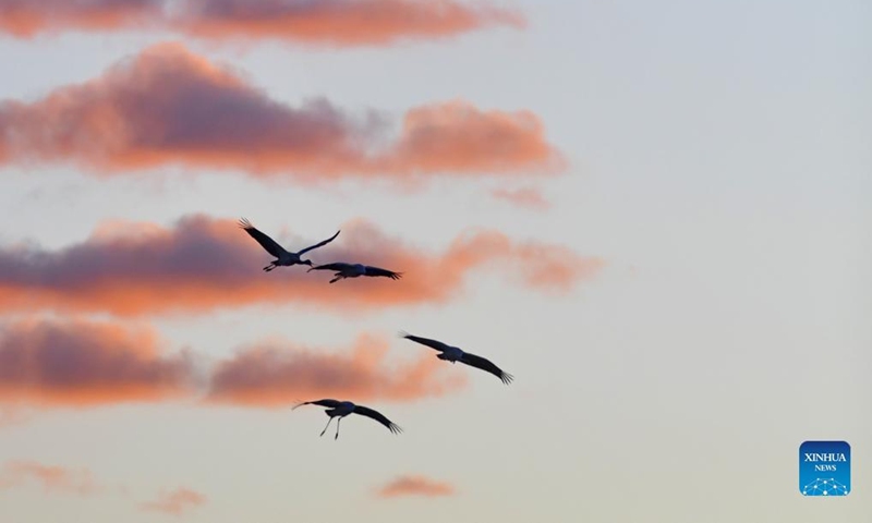 Black-necked cranes fly in Lhunzhub County of Lhasa, southwest China's Tibet Autonomous Region, Jan. 9, 2022. The population of black-necked crane is estimated to reach nearly 10,000 in Tibet, according to the regional department of ecology and environment. (Xinhua/Huang Huo)