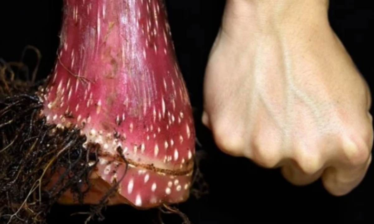 Fist-size begonia giganticaulis stem-in-ground Photo:Sina Weibo  