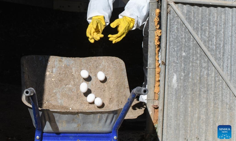 Chicken eggs are disposed at a quarantined farm in a northern Israeli village of Margaliot, Jan. 3, 2022.Israel has detected an outbreak of the pathogenic H5N1 avian influenza in a northern village, the state's Ministry of Agriculture and Rural Development said in a statement on Monday.(Photo: Xinhua)