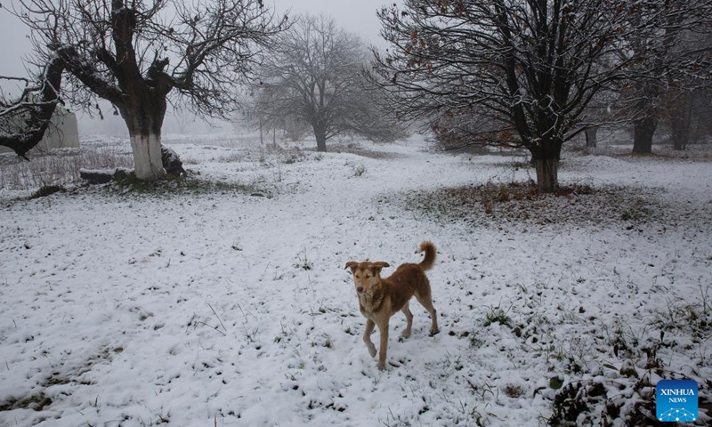 A dog walks in a snow-covered garden amid the season's first snowfall in Srinagar city, the summer capital of Indian-controlled Kashmir, Jan. 4, 2022. Srinagar city witnessed the season's first snowfall on Tuesday.(Photo: Xinhua)