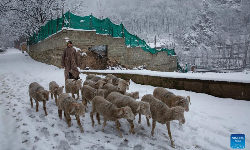 A shepherd herds his sheep amid the season's first snowfall in Srinagar city, the summer capital of Indian-controlled Kashmir, Jan. 4, 2022. Srinagar city witnessed the season's first snowfall on Tuesday.(Photo: Xinhua)
