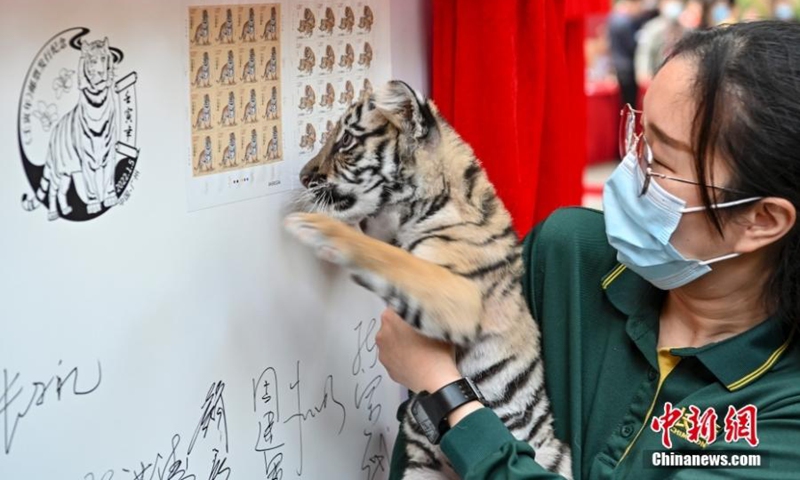 A newborn Bengal tiger poses for a photo with the Year of the Tiger stamps at Chimelong Park in Guangzhou, south China's Guangdong Province, Jan. 5, 2022. (Photo: China News Service/Chen Jimin)