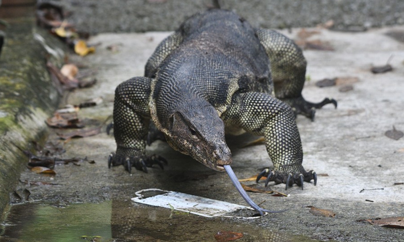 A water monitor lizard is seen in Singapore's Sungei Buloh Wetland Reserve on Jan. 4, 2022.(Photo: Xinhua)