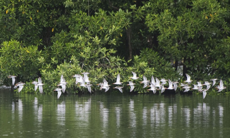 Migratory birds fly over water in Singapore's Sungei Buloh Wetland Reserve on Jan. 4, 2022.(Photo: Xinhua)