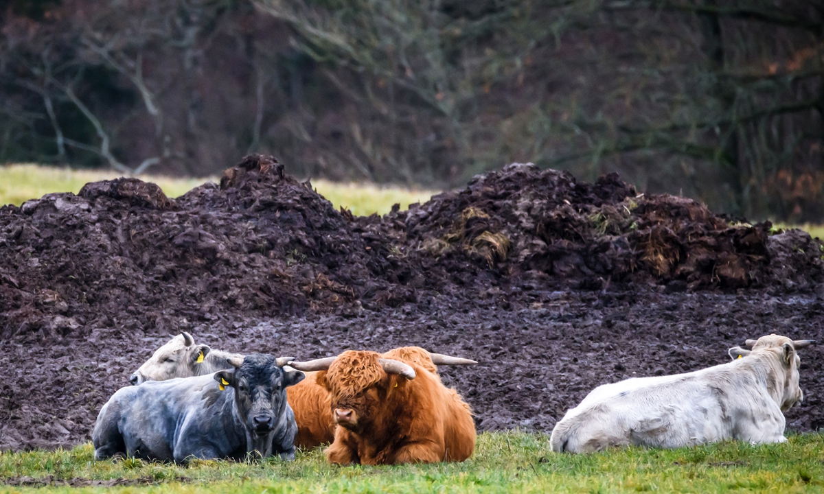 A Latvian blue cow (left) rests next to Highland cows on a pasture at the Riga Zoo affiliate Ciruli in Kalvene, Latvia, on November 13, 2021. Photo: AFP