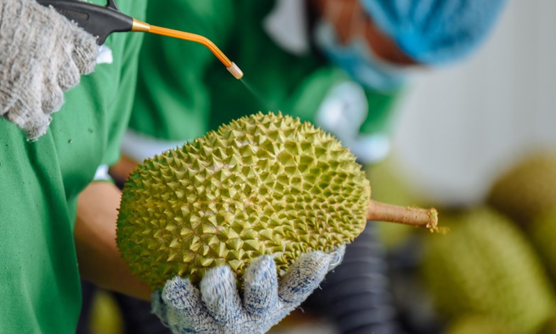 A worker cleans a durian at a durian processing factory in Pahang, Malaysia, June 18, 2019.(Photo: Xinhua)