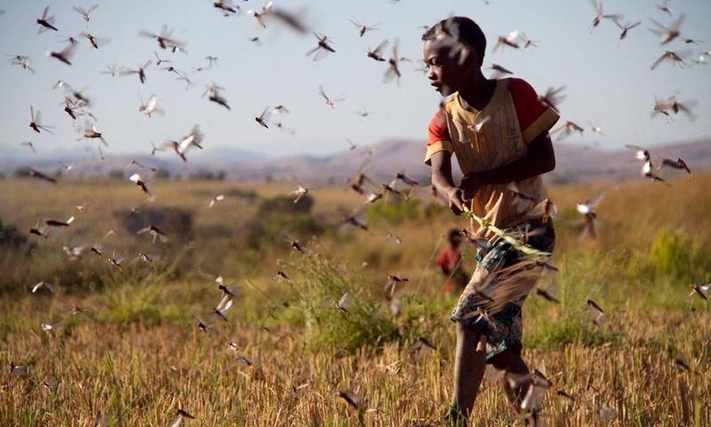 A boy clears locusts from a rice field during a locust campaign in Madagascar, May 8, 2014.(Photo: Xinhua)