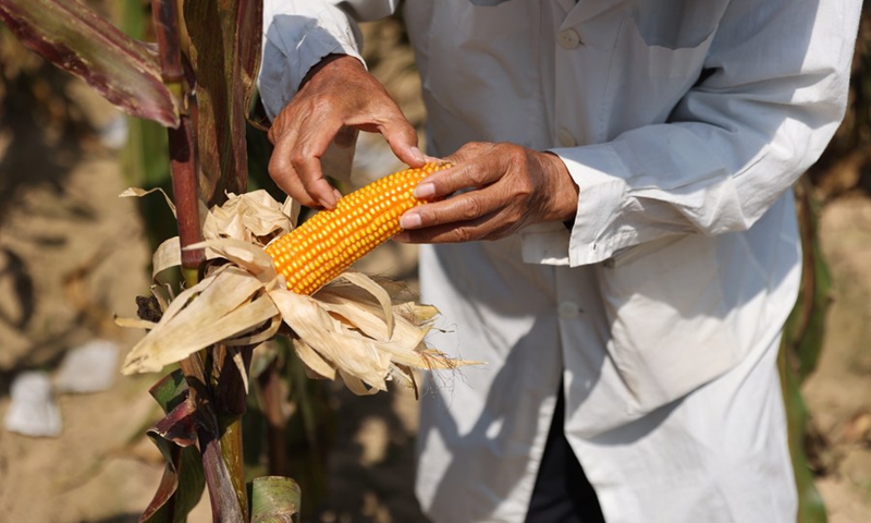 Cheng Xiangwen observes the growth of corns at the field of a cultivating base in Sanya, south China's Hainan Province, Feb. 24, 2021. (Photo: Xinhua)