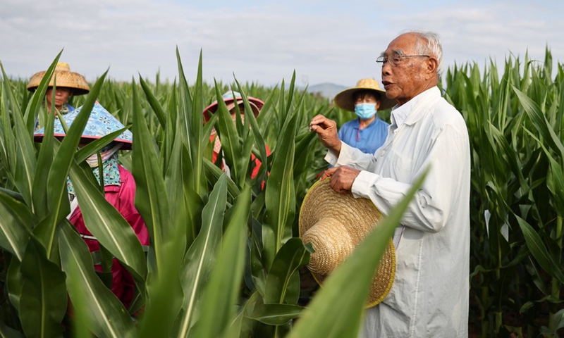 Cheng Xiangwen (1st R) instructs as the workers learn the pollination methods at the cornfield of a cultivating base in Sanya, south China's Hainan Province, Feb. 24, 2021.(Photo: Xinhua)