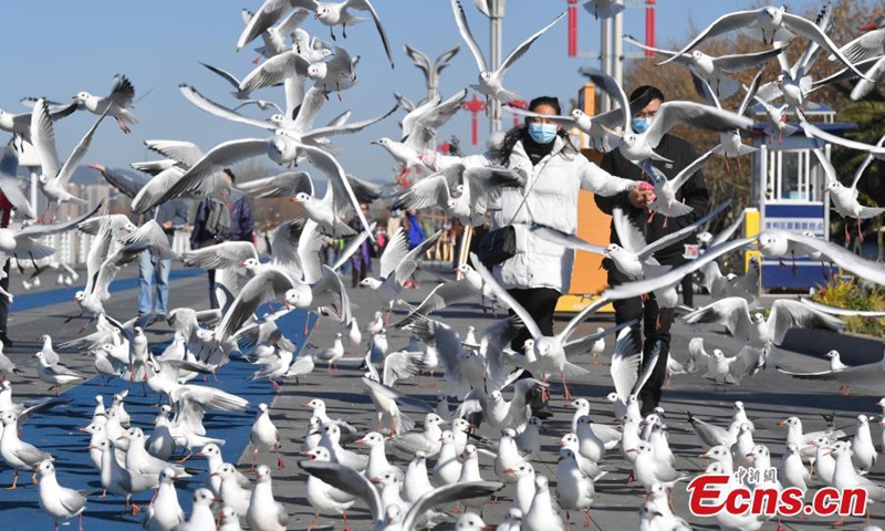 Red-billed gulls fly above the bank of Dianchi Lake in Kunming, southwest China's Yunnan Province, Jan. 5, 2022. (Photo: China News Service/Liu Ranyang)