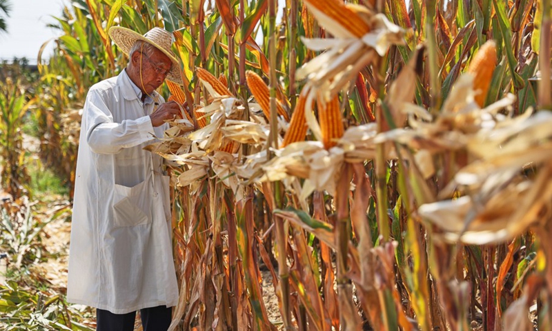 Cheng Xiangwen observes the growth of corns at the field of a cultivating base in Sanya, south China's Hainan Province, Feb. 24, 2021. (Photo: Xinhua)