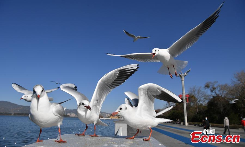 Red-billed gulls fly above the bank of Dianchi Lake in Kunming, southwest China's Yunnan Province, Jan. 5, 2022. (Photo: China News Service/Liu Ranyang)
